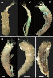 Figure 25. SabellariidaeAGesaia csiro holotype (AM W.49506), anterior end with tube BG. csiro, entire body, lateral view CPhalacrostemma timoharai holotype (AM W.50674), ventro-lateral view DP. timoharai, lateral view EP. timoharai, tube FP. timoharai, entire body in tube, lateral view. Scale bars: 1 mm (A, B, E, F); 0.5 mm (C, D).