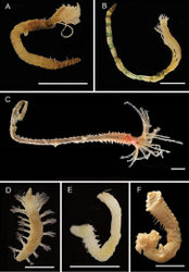 Figure 26. Sabellidae, Syllidae, Terebellidae. SabellidaeASabellidae sp. 1 (AM W.52133) BSabellidae sp. 2 (AM W.52214) CPotamethus cf. scotiae (AM W.51585). SyllidaeDAnguillosyllis sp. (AM W.52625) EExogone cf. heterosetosa (AM W.52329) FTerebellidae (sensu stricto) (AM W.50426). Scale bars: 1 mm (A, B, D, E); 5 mm (C, F).