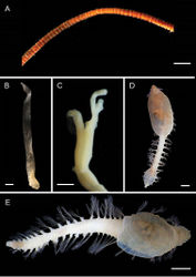 Figure 27. Scalibregmatidae and Siboglinidae. SiboglinidaeA Frenulate tube (op. 11) BOsedax sp. nov., preserved female specimen inside tube COsedax sp. nov., detail of palps of preserved female specimen. ScalibregmatidaeDOligobregma sp. nov. 1 (AM W.52686) EOligobregma sp. nov. 1 (AM W.52698). Scale bars: 2 mm (A, B); 500 µm (C); 1 mm (D, E).