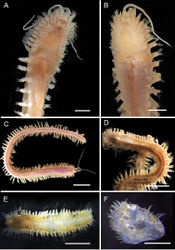 Figure 29. SigalionidaeALeanira sp. nov. (AM W.52617) BLeanira sp. nov. (AM W.52620) CNeoleanira sp. nov. (AM W.49501) DNeoleanira sp. nov. (AM W.52612) EPholoe sp. (AM W.52160) FPholoides sp. (AM W.52616). Scale bars: 1 mm (A, B, E); 1 cm (C, D); 0.1 mm (F).