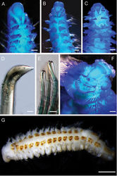 Figure 31. SpionidaeAAurospio cf. dibranchiata: anterior end, dorsal view (AM W.52242) BAurospio sp. nov. 1, anterior end, dorsal view (AM W.52240) CPrionospio cf. amarsupiata, anterior end, dorsal view (AM W.52221) DDipolydora notialis, heavy spine with crest of bristles on convex side from chaetiger 5 (AM W.52245) EDipolydora notialis, bidentate hooded hooks with smooth, curved shafts without constriction from posterior chaetiger (AM W.52245) FLaonice cf. blakei: anterior end, dorsal-oblique view (AM W.52226) GSpiophanes anoculata, posteriorly incomplete specimen in dorsal-oblique view, metameric dorsal ciliated organ bordered by pigment of dark orange or ochre colour (AM W.52222). Scale bars: 100 µm (A, B, C); 1 µm (D, E); 200 µm (F); 500 µm (G).