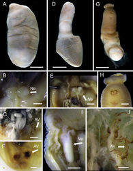 Figure 33. EchiuraAlomasoma sp. nov. 1 (AM W.49662) A whole animal B nephridia C anal vesicles. Alomasoma sp. nov. 2 (AM W.49662) D whole animal E nephridia F anal vesicles. Maxmuelleria sp. nov. (AM W.49668) G whole animal H close-up of anterior part I right nephridium J anal vesicles. Abbreviations: AV, anal vesicles; Ne, nephridium. Scale bars: 10 mm (A, D, G); 2 mm (B, C, E, F, H, I); 1 mm (J).