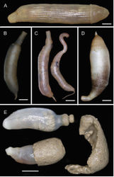 Figure 35. SipunculaASipunculus sp. (AM W.49645), lateral view BGolfingia muricaudata (AM W.49656), lateral view CGolfingia muricaudata (AM W.49657) DSipuncula gen. sp. (op. 35), lateral view EPhascolion lutense (AM W.49601), top: specimen removed from sediment tube; bottom: specimen partially removed from tube; right: sediment tube. Scale bars: 5 mm.