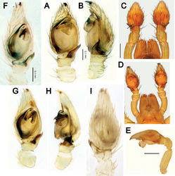 Figure 13. Male palps of Acanthinozodium niusha sp. nov. (A–E) and A. parysatis sp. nov. (F–I) A, D, G, F ventral B, H retrolateral C, I dorsal E dorsoretrolateral. Arrow on C pointing to cymbial groove. Scale bars: 0.2 mm, unless stated otherwise.