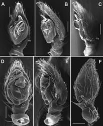 Figure 15. SEM images of the male palps of Acanthinozodium parysatis sp. nov. (A–C) and A. niusha sp. nov. (D–F) A, D ventral B, E retrolateral C, F dorsoretrolateral and dorsal. Abbreviations: Cg – cymbial groove, Co – conductor, Em – embolus, Ma – median apophysis, Ra – retrolateral tibial apophysis, Va – ventral apophysis. Scale bars: 0.1 mm.