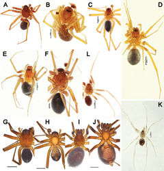 Figure 18. Habitus of Acanthinozodium armita sp. nov. (A), A. diara sp. nov. (B), A. dorsa sp. nov. (C, D), A. elburzicum sp. nov. (E–J), A. kiana sp. nov. (K) and A. masa sp. nov. (L) A–C, F, G, K, L males, dorsal H male, ventral D, E, I females, dorsal J female, ventral. Scale bars: 0.2 mm, unless stated otherwise.