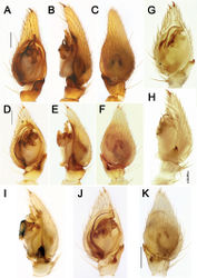 Figure 20. Male palps of Acanthinozodium armita sp. nov. (A–C), A. diara sp. nov. (D–F), A. kiana sp. nov. (G, H) and A. masa sp. nov. (I–K) A, D, G, J ventral B, E, H, I retrolateral C, F, K dorsal. Scale bars: 0.2 mm, unless stated otherwise.