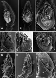 Figure 22. SEM images of the male palps of Acanthinozodium armita sp. nov. (A–C, F) and A. ovtchinnikovi sp. nov. (D, E, G–I) A, H retroventral and retrolateral B, C, G ventral D–F proventral, apicoproventral and apicoventral I retrolateral tibial and cymbial groove. Abbreviations: Cg – cymbial groove, Co – conductor, Em – embolus, Er –embolar ridge, Ma – median apophysis. Scale bars: 0.1 mm, unless stated otherwise.