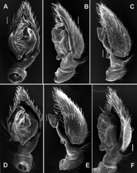 Figure 23. SEM images of the male palps of Acanthinozodium elburzicum sp. nov. (A–C) and A. diara sp. nov. (D–F) A, D ventral B, F retrolateral C, E dorsoretrolateral. Abbreviations: Cg – cymbial groove, Em – embolus, Ma – median apophysis, Ra – retrolateral tibial apophysis, Va – ventral apophysis. Scale bars: 0.1 mm.