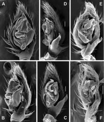 Figure 24. SEM images of the male palps of Acanthinozodium masa sp. nov. (A, B), A. dorsa sp. nov. (C, D) and A. kiana sp. nov. (E, F) A, C, E ventral B, F retroventral D retrolateral. Abbreviations: Co – conductor, Em – embolus, Ma – median apophysis, Ra – retrolateral tibial apophysis, Va – ventral apophysis, Tp – tegular process. Scale bars: 0.1 mm.