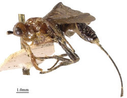 Figure 27. Parallobracon prolatus gen. et sp. nov., ♀, holotype, habitus, lateral view.