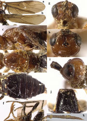 Figure 28. Parallobracon prolatus gen. et sp. nov., ♀, holotype (a–j), paratype (k) a fore wing b hind wing c mesosoma, lateral view d mesosoma, dorsal view e metasoma, dorsal view f hind leg, lateral view g head, anterior view h head, dorsal view i head, lateral view j first metasomal tergite, dorsal view k apex of ovipositor, lateral view.