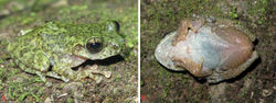 Figure 3. Gracixalus truongi sp. nov., holotype (IEBR A.5004), male, in life A dorsolateral view B ventral view.