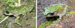 Figure 4. Gracixalus truongi sp. nov., dorsolateral view of paratypes in life A female (IEBR A.5005) from Dien Bien Province B female (ZVNU 09) from Son La Province.