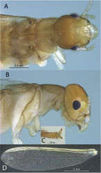 Figure 1. Imago of Cryptotermes pugnus sp. nov. (SA470) A dorsal view of head and pronotum B lateral view of head and pronotum C distal tarsomere of foreleg D left forewing.