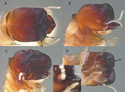 Figure 2. Soldier of Cryptotermes pugnus sp. nov. (SA470) A dorsal view of head and pronotum B lateral view of head and pronotum C oblique view of head and pronotum D ventral view of head and pronotum E lateral view of cephalic horns. FF = frontal flange, FH = frontal horn, and GH = genal horn.