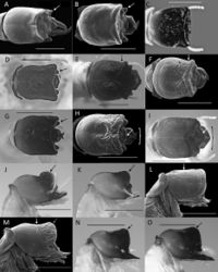 Figure 3. South American Cryptotermes soldier head capsules AC. dudleyi (arrow: genal horn) BC. havilandi (arrow: genal horn) CC. colombianusDC. contognathus (arrow: frontal horn) EC. chacoensis (arrow: constriction) FC. brevis (arrow: constriction) GC. cubicoceps (arrow: frontal horn) HC. aequacornis (arrow: postclypeus; bracket: outer span of mandibles) IC. pugnus sp. nov. (arrow: postclypeus; bracket: outer span of mandibles) JC. camelus (arrow: frontal flange) KC. verruculosus (arrow: frontal flange) LC. cylindroceps (arrow: lateral margin of vertex) MC. rhicnocephalus (white arrow: vertex concave, grey arrow: frontal flange without elevated rim) NC. fatulus (black arrow: frontal flange with elevated rim; white arrow: frontal horn) OC. mangoldi (black arrow: frontal flange with elevated rim; white arrow: frontal horn with elevated rim). A, B, F, H, L, M modified from Scheffrahn and Křeček (1999)[4]; C modified from Casalla et al. (2016)[5]. Scale bars: 1 mm.