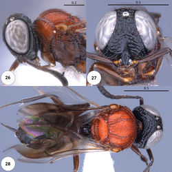 Figures 26–28. Dichoteleas rubyae (F) (CASENT 2137863) 26 head, mesosoma, lateral view 27 head, anteroventral view 28 dorsal habitus.