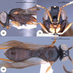 Figures 32–34. Dichoteleas striatus (F) (CASENT 2043988) 32 head, mesosoma, lateral view 33 head, anteroventral view 34 dorsal habitus.