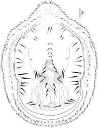 Figure 1. Dorsal view of Bardizon eotvosi sp. nov., holotype, female.