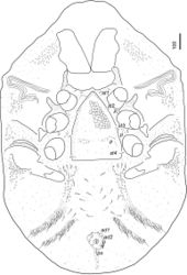 Figure 2. Ventral view of Bardizon eotvosi sp. nov., holotype, female.