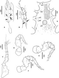 Figure 3. Dorsal view of Bardizon eotvosi sp. nov., holotype, female A ventral view of gnathosoma B ventral view of palp (arrow shows the palp apothele) C leg I in ventral view D leg II in ventrolateral view E leg III in ventrolateral view F leg IV in ventrolateral view G intercoxal area of male paratype.