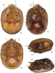 Figure 4. Photos about Bardizon eotvosi sp. nov., holotype, female A dorsal view of idiosoma B dorsolateral view of idiosoma C ventral view of idiosoma D lateroventral view of idiosoma E ventral view of idiosoma of male paratype.