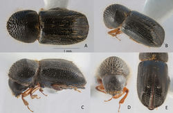 Figure 1. Anisandrus montanus sp. nov. holotype female A dorsal view B postero-lateral view C lateral view D frons E declivital face.