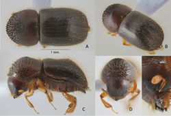 Figure 2. Anisandrus phithakpa sp. nov. holotype female A dorsal view B postero-lateral view C lateral view D frons E antenna.