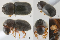 Figure 3. Anisandrus tanaosi sp. nov. holotype female A dorsal view B postero-lateral view C lateral view D frons E antenna.