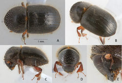 Figure 4. Anisandrus triton sp. nov. holotype female A dorsal view B postero-lateral view C lateral view D frons E antenna.