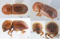 Figure 5. Anisandrus uniseriatussp. nov. holotype female A dorsal view B lateral view C postero-lateral view D frons E venter and antennae F declivital face.