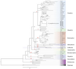 Figure 2. Phylogenetic tree of the genus Xenophrys inferred from two mitochondrial gene fragments by Bayesian inference.