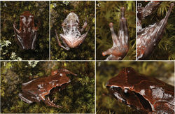 Figure 3. Xenophrys pangdaensis sp. nov. in life. A dorsal view of body B ventral view of body C ventral view of hand D ventral view of foot E lateral view of body F lateral view of head.