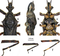 Figure 2. Renicoris robustus sp. nov., male, holotype a–c head and pronotum, with antennae and legs not shown d fore leg e mid leg f hind leg. a dorsal view b, d–f lateral view c ventral view.