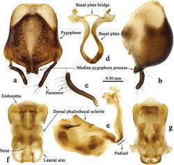 Figure 3. Renicoris robustus sp. nov., male, holotype, genitalia a pygophore with two parameres b pygophore with a paramere previously extracted c paramere d phallobase e phallus f, g phallosoma a, g ventral view e, b lateral view f dorsal view.