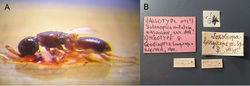 Figure 2. Holotype ♀ of Loxotropa longiceps (Wasmann, 1909), the same specimen is also the holotype ♀ of Geodiapria longiceps Kieffer, 1911: A habitus, lateral view B labels.