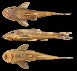 Figure 1. Hisonotus oliveirai, holotype, MZUSP 115061, female, 26.4 mm SL, from ribeirão Cambira, affluent rio Ivaí, upper rio Paraná basin, boundary between municipalities of Cambira and Apucarana, Paraná State, Brazil.