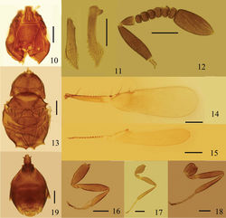 Figures 10–19. Eubroncus tibetanus sp. n., holotype female: 10 head, dorsal 11 mandibles 12 antenna 13 mesosoma, dorsal 14 forewing 15 hind wing 16 fore leg 17 middle leg 18 hind leg 19 metasoma, dorsal. Scale bars = 100 μm.