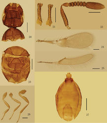 Figures 20–27. Eubroncus vertexus sp. n., holotype female: 20 head and pronotum, dorsal 21 mandibles 22 antenna 23 mesosoma (except pronotum) 24 forewing 25 hind wing 26 legs Paratype female: 27 metasoma. Scale bars = 100 μm.