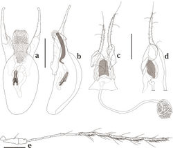 Figure 2. Genitalia and antenna of Scaphicoma subflava sp. n. a, b Male genitalia; c, d female genitalia e male antenna. a, c, Dorsal view; b, d, lateral view. Scale: 0.25 mm.