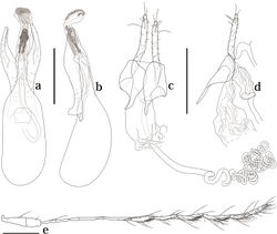 Figure 4. Genitalia and antenna of Scaphicoma quadrifasciata sp. n. a, b Male genitalia c, d female genitalia e female antenna. a, c Dorsal view; b, d lateral view. Scale: 0.25 mm.