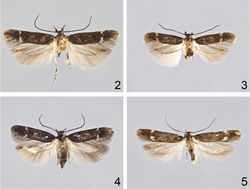 Figures 2–5. Adults. 2 Caryocolum crypticum sp. n., holotype 3 Caryocolum crypticum sp. n., paratype, female, Greece 4 Caryocolum amaurella, male, Finland 5 Caryocolum amaurella, male, Austria.