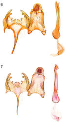 Figures 6–7. Male genitalia. 6 Caryocolum crypticum sp. n., paratype, Italy, slide GU 86/041 P.Huemer 7 Caryocolum crypticum sp. n., paratype, Italy, slide GEL 1215 P.Huemer.