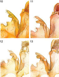 Figures 10–13. Details of male genitalia (vinculum-valva-complex). 10 Caryocolum crypticum sp. n., paratype, Italy, slide GU 86/041 P.Huemer 11 Caryocolum crypticum sp. n., paratype, Italy, slide GEL 1215 P.Huemer 12 Caryocolum amaurella, Finland, slide GU 14/1373 P.Huemer 13 Caryocolum amaurella, Finland, slide GU 14/1374 P.Huemer.