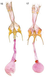 Figures 16–17. Female genitalia. 16 Caryocolum amaurella, Finland, slide GU 14/1372 P.Huemer 17 Caryocolum amaurella, Finland, slide GU 14/1371 P.Huemer.