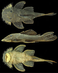 Figure 1. Pseudancistrus zawadzkii, MZUSP 115056, holotype, male, 116.4 mm SL; Pará State, Tapajós river basin, Brazil.