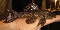 Figure 3. Pseudancistrus zawadzkii, live specimen, LBP 15045, paratype, female, 128.7 mm SL, Tapajós river, Pará State, Brazil.