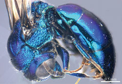 Plate 5. Omalus berezovskii (Semenov-Tian-Shanskij, 1932), female from Ningxia. Habitus lateral.