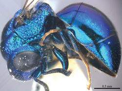 Plate 9. Omalus imbecillus (Mocsáry, 1889), female from Yunnan. Habitus lateral.